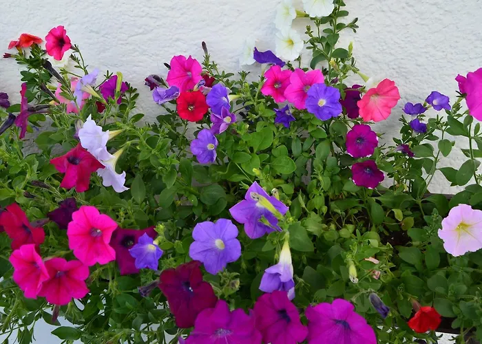 Garber * أوديرنز